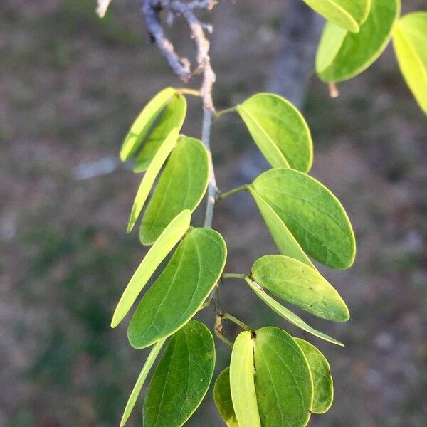 Bauhinia galpinii Leaf