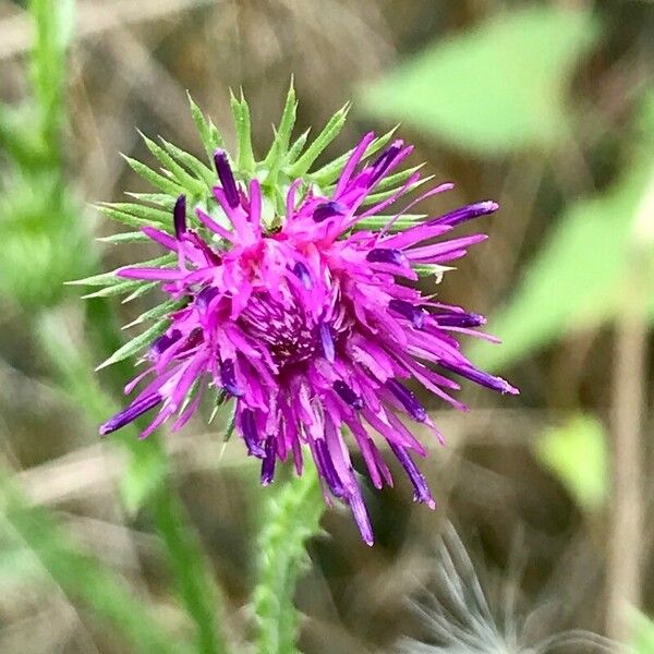 Carduus acanthoides Flower