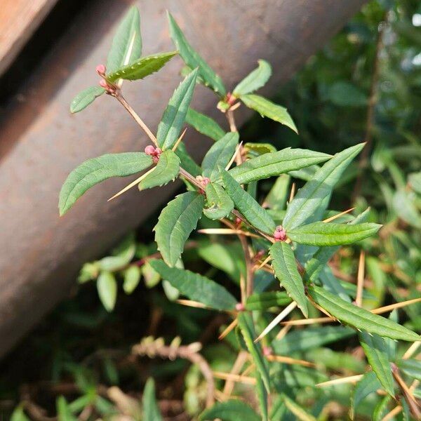 Berberis gagnepainii Natur