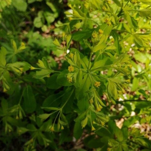 Euphorbia carniolica Blad