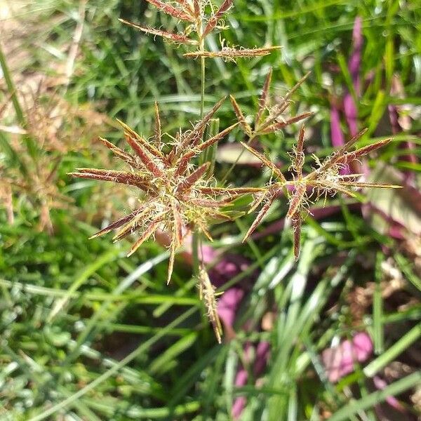 Cyperus rotundus Blüte