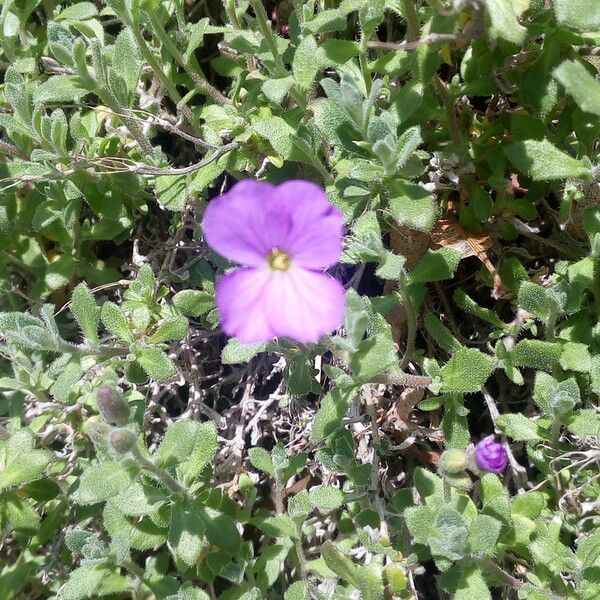 Aubrieta deltoidea Blomst