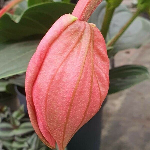 Medinilla magnifica Flor