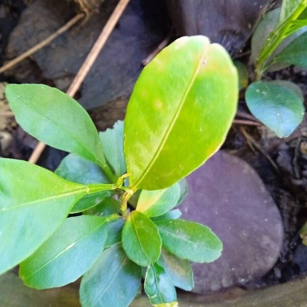 Citrus hystrix Leaf