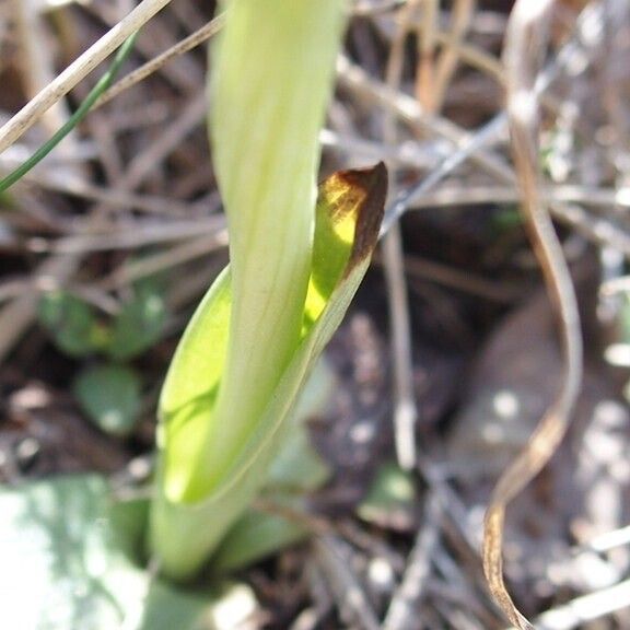 Ophrys provincialis Frunză