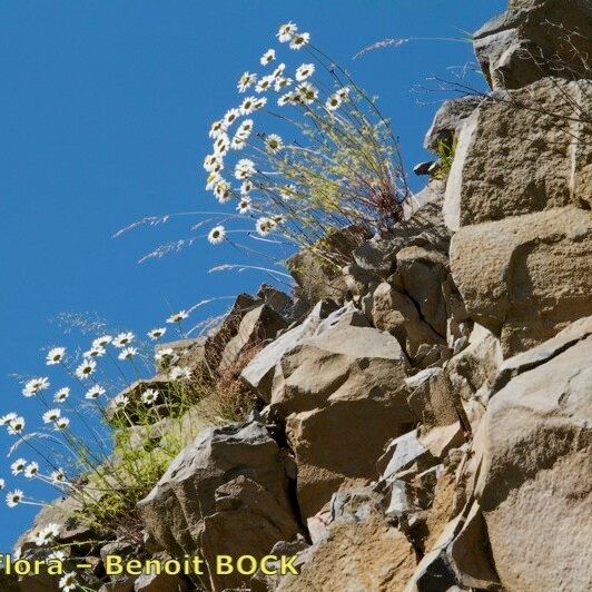 Leucanthemum monspeliense Costuma