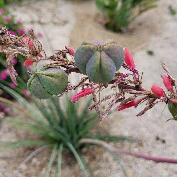 Hesperaloe parviflora Кветка