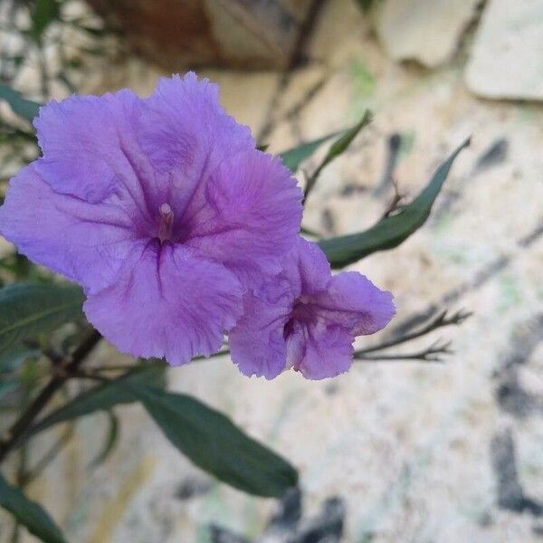 Ruellia simplex Flower