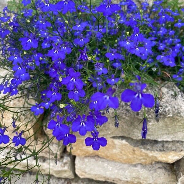 Lobelia erinus Λουλούδι