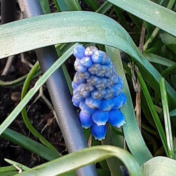 Muscari armeniacum Flower