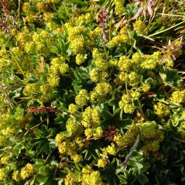 Alchemilla monticola Blüte