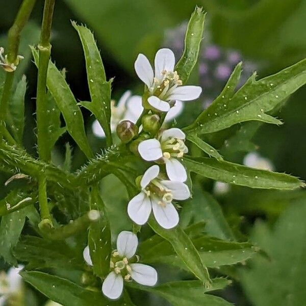 Cardamine flexuosa Květ