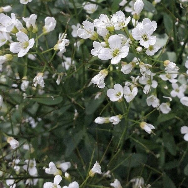 Rorippa nasturtium-aquaticum फूल