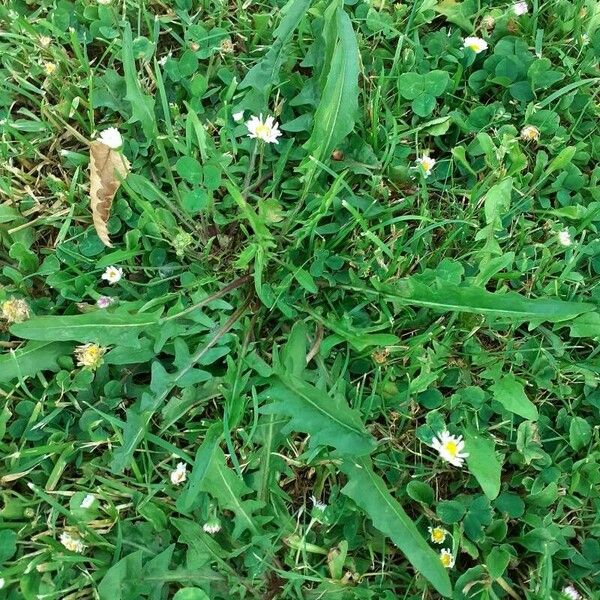 Taraxacum cucullatiforme Foglia