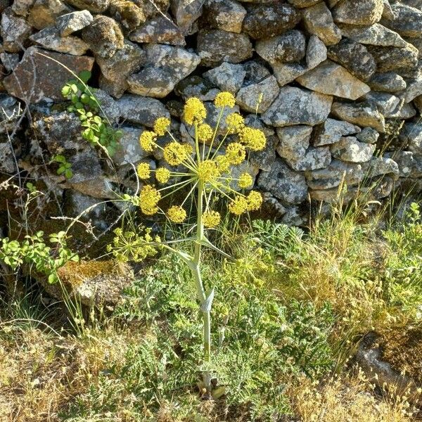 Thapsia villosa Blüte