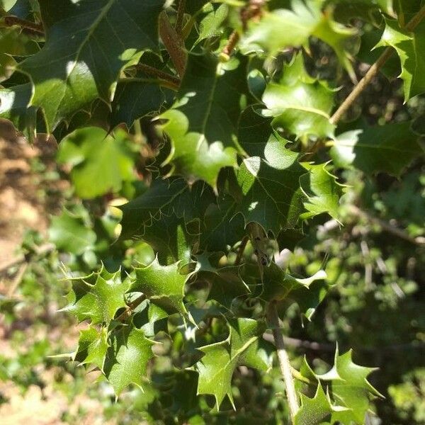 Quercus coccifera Hoja