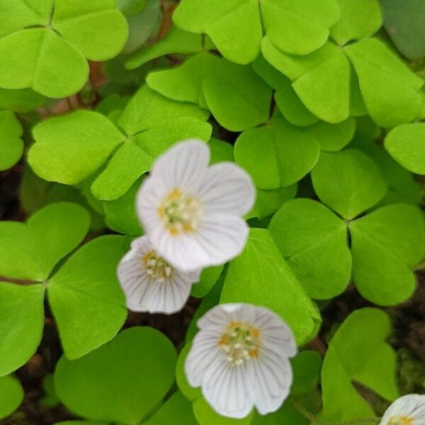 Oxalis acetosella ফুল