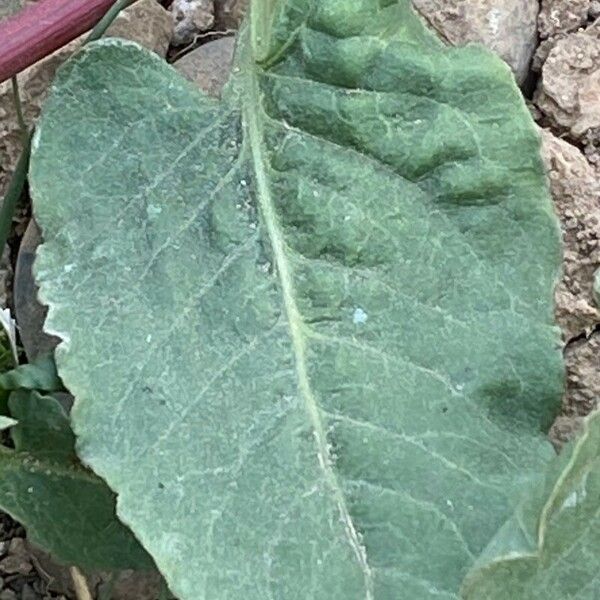 Rumex spinosus Leaf