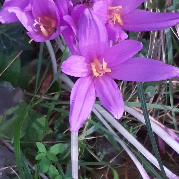 Colchicum autumnale Květ