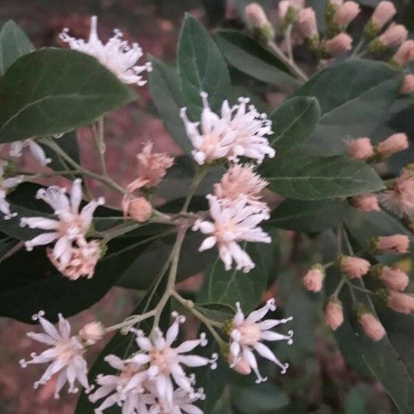 Vernonia amygdalina 花