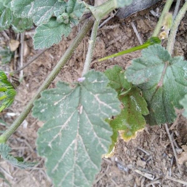 Erodium laciniatum Lapas