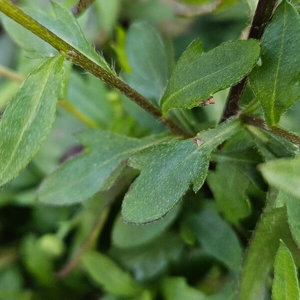 Erigeron karvinskianus Leaf