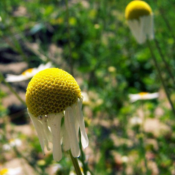 Tripleurospermum inodorum ഫലം