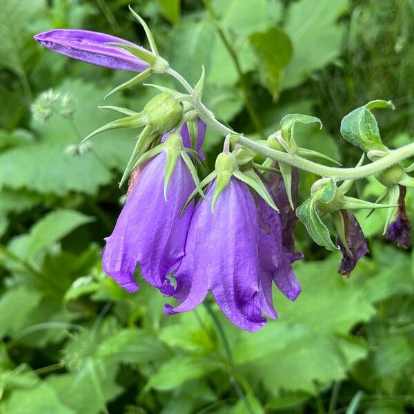 Campanula latifolia 花