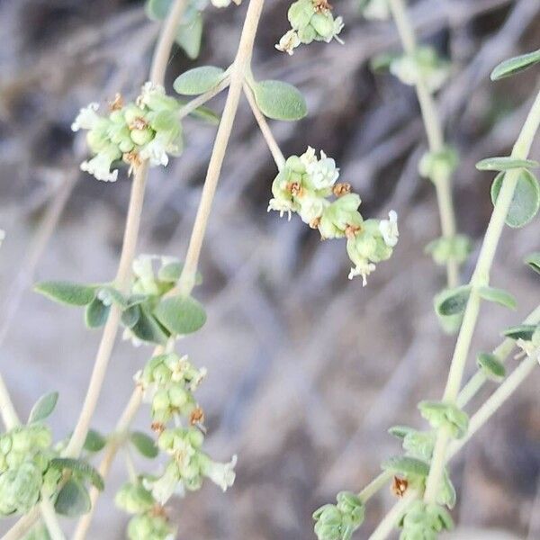 Zataria multiflora 花