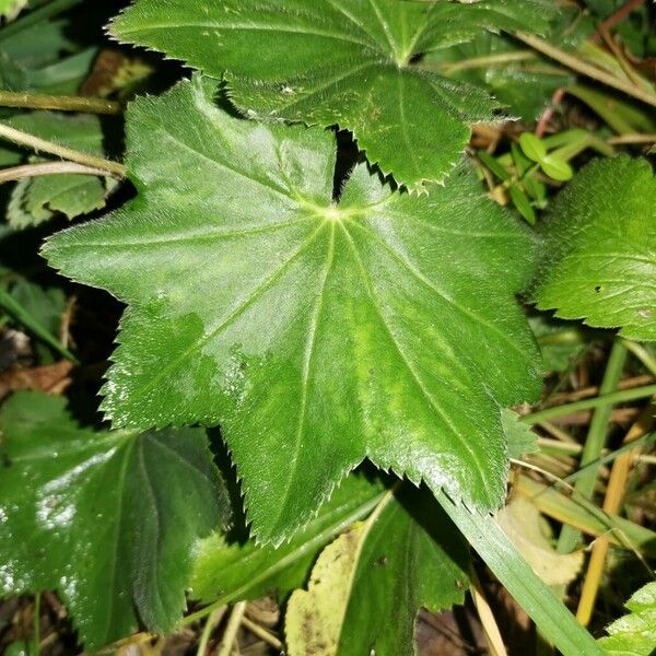 Alchemilla vulgaris برگ