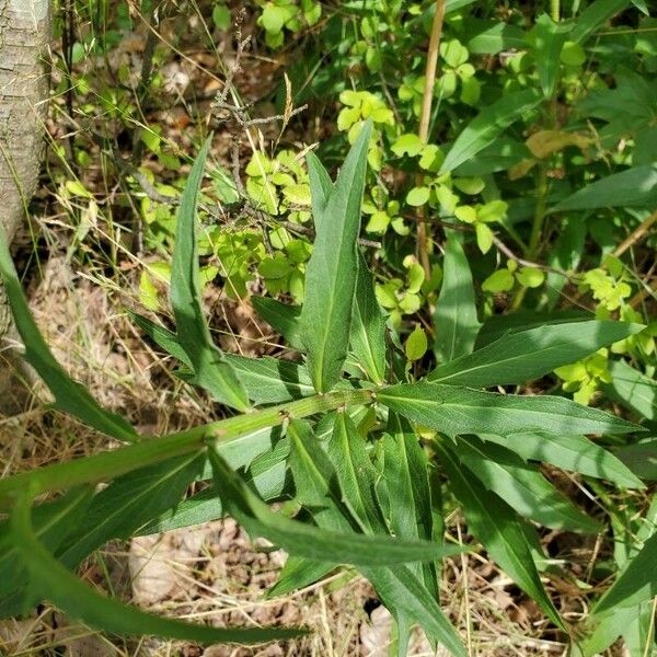 Hieracium umbellatum Leaf