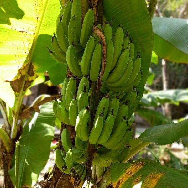 Musa acuminata Fruit