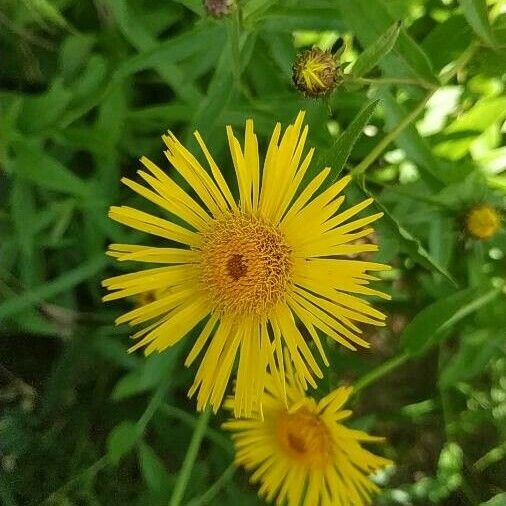 Pentanema salicinum Flower