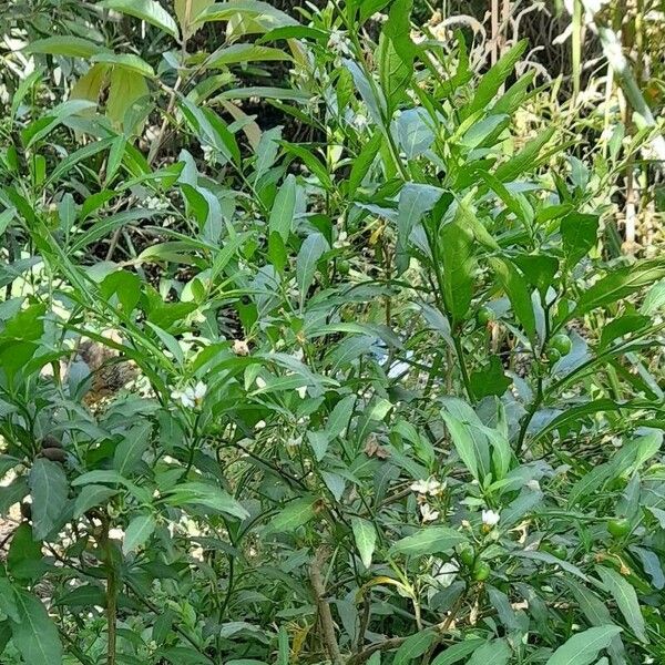 Solanum pseudocapsicum 形态