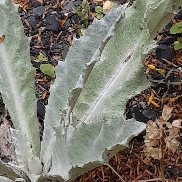 Onopordum acanthium Ліст