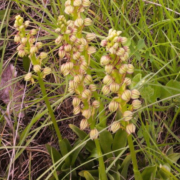 Orchis anthropophora Flower