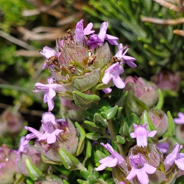 Thymus camphoratus Кветка