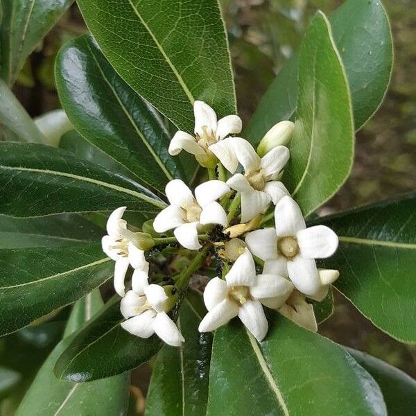 Pittosporum tobira अन्य