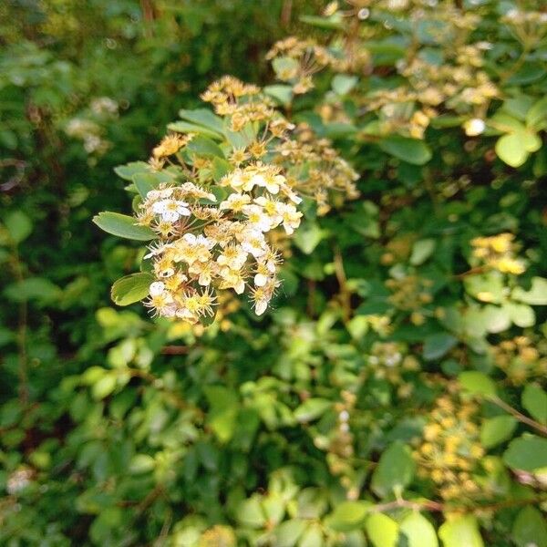 Spiraea trilobata Çiçek