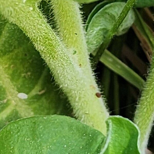 Nicotiana rustica Bark