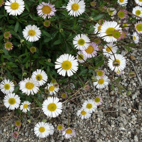 Erigeron karvinskianus Virág