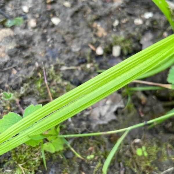 Carex strigosa Leaf