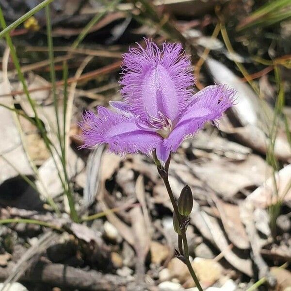 Thysanotus tuberosus Blodyn