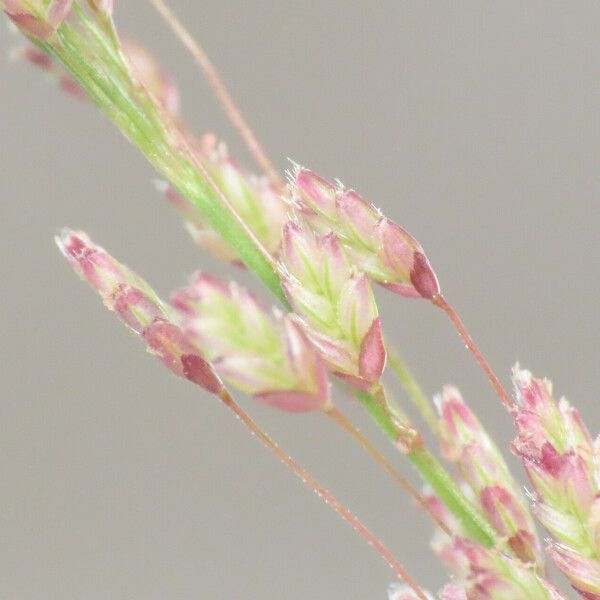Eragrostis viscosa Virág
