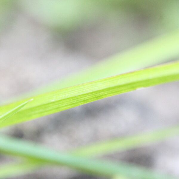 Cyperus difformis 葉