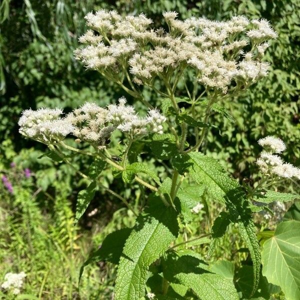 Eupatorium perfoliatum Lorea