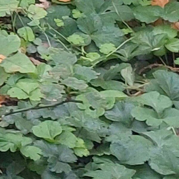 Hydrocotyle ranunculoides Blad