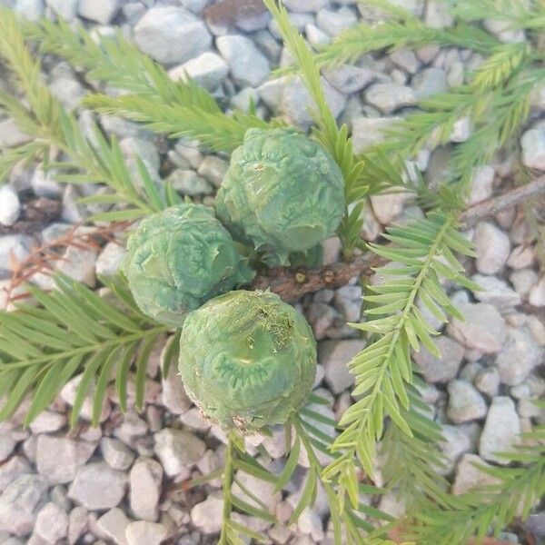 Taxodium distichum Frutto