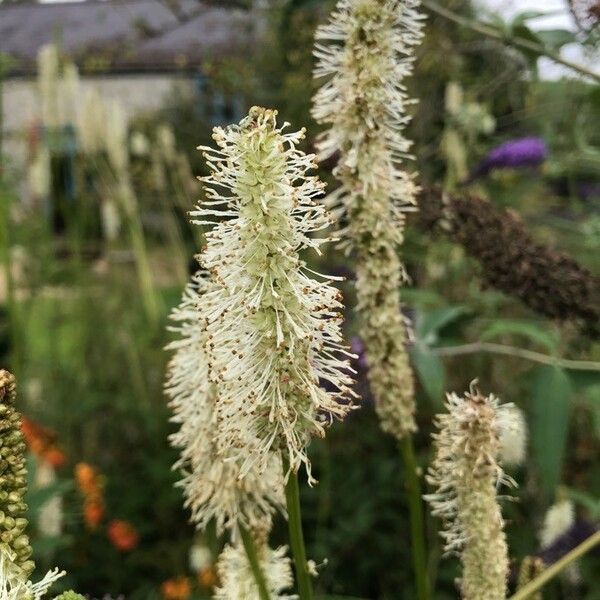 Sanguisorba canadensis Flower