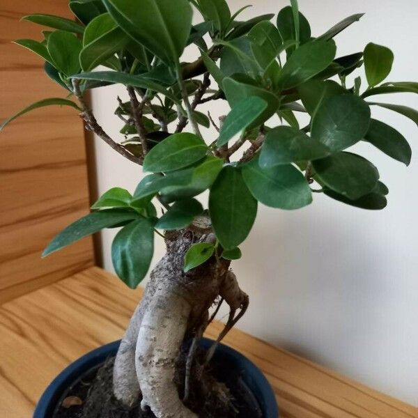 Ficus microcarpa Lehti